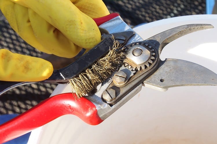 Removing Rust From Shears