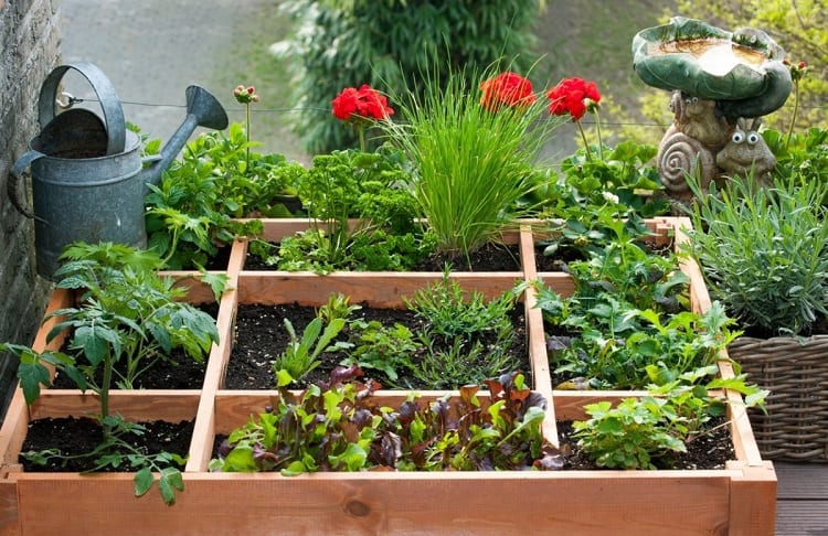 Vegetables in wooden box on balcony