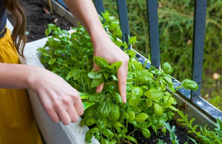 benefits of apartment gardening