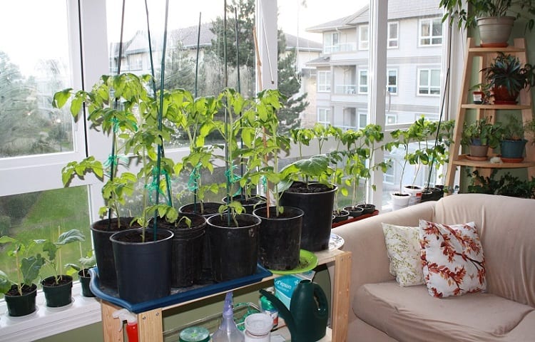 apartment gardening