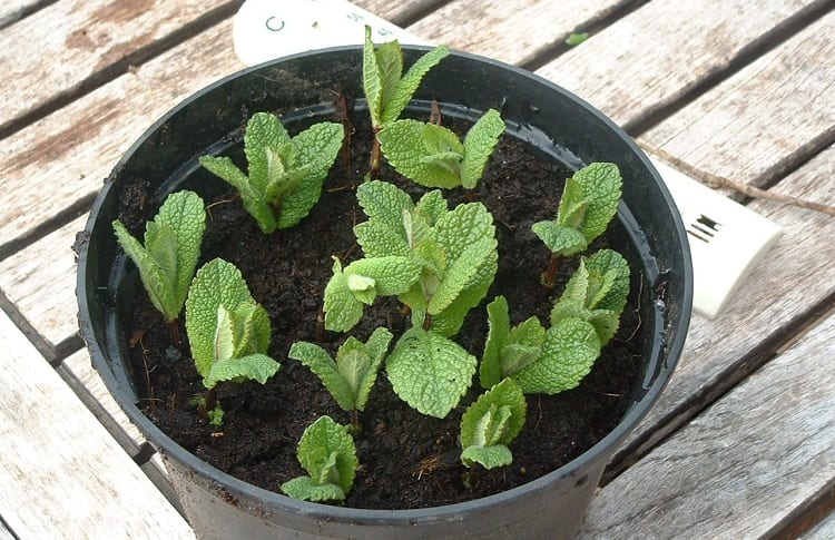 planted mint cuttings