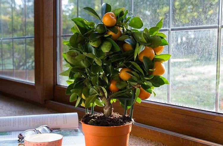 oranges in apartment