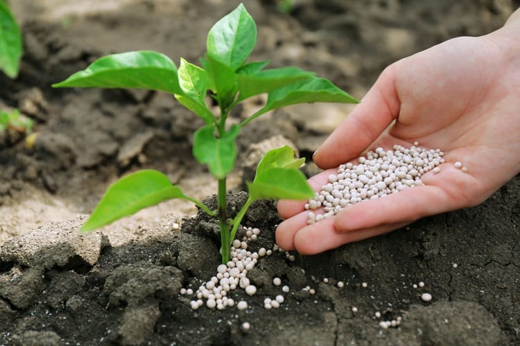 What Is Fertilization?