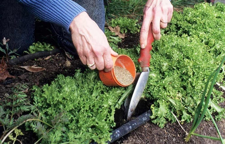 The Importance of Fertilizing Your Vegetable Garden