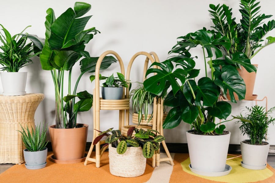 How To Water Indoor Plants While On Vacation