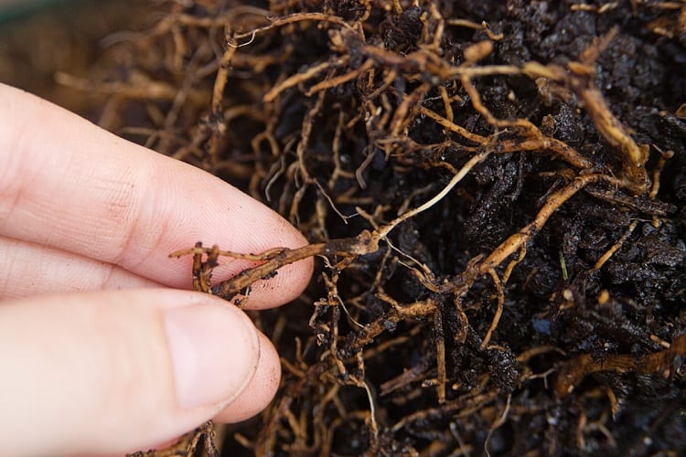 What is Root Rot?
