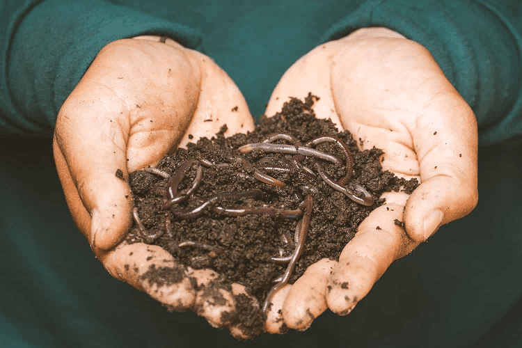 How to Get Rid of Worms in Potted Plants