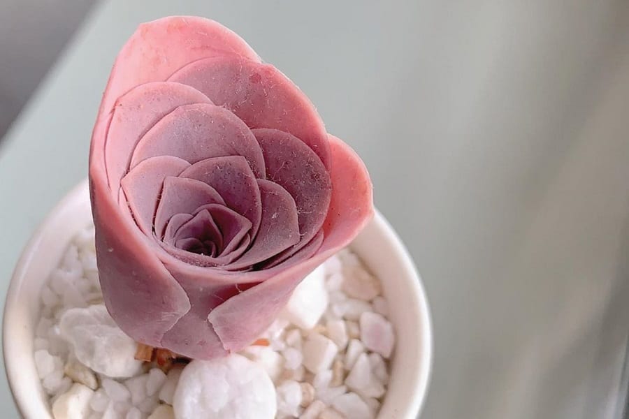 14 Easiest to Grow Rose Succulents