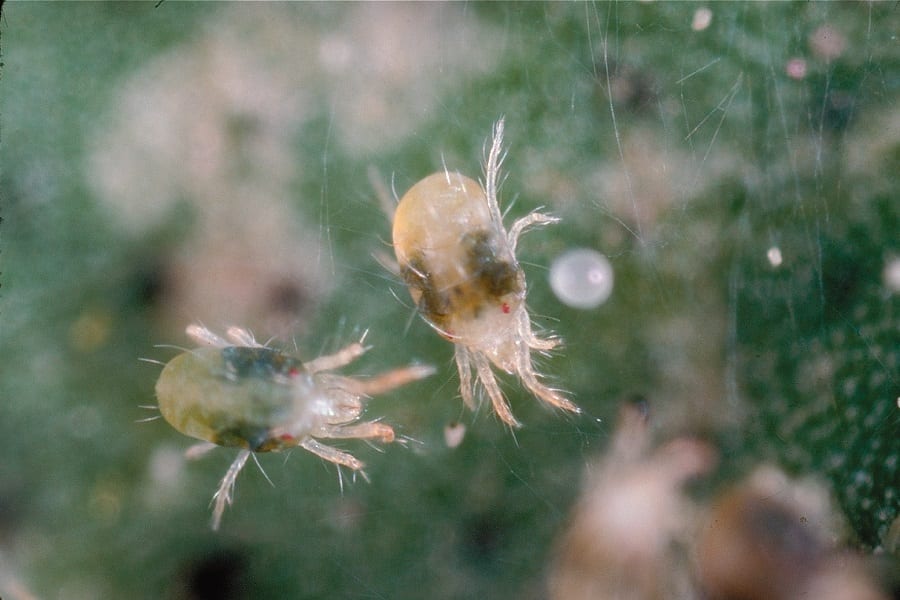 white mite or spider mite