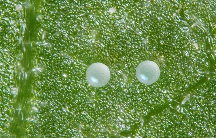 white mite eggs