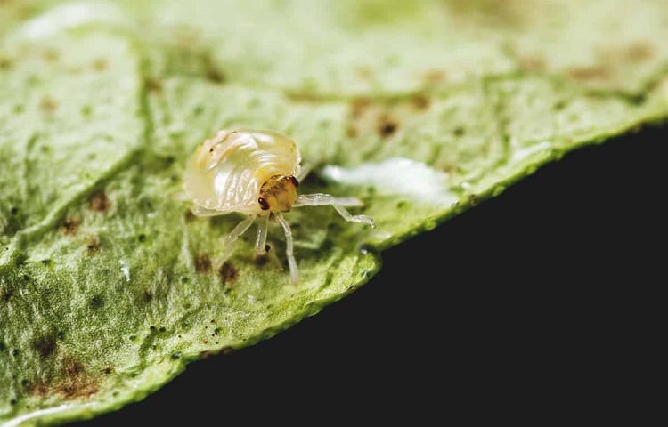 white mites inspection