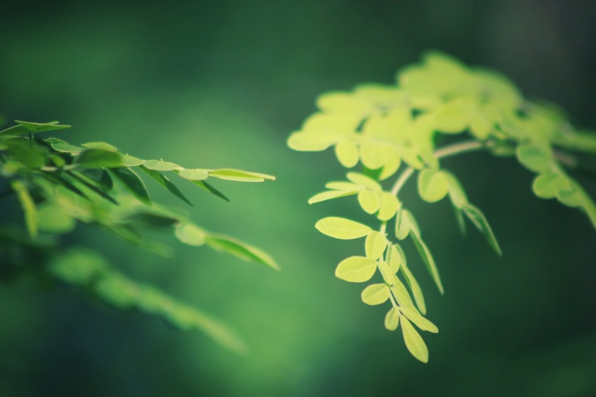 Small leafs of a Moringa tree