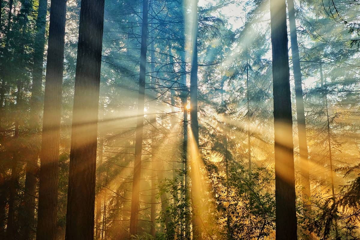 Sunshine filtering through the trees in a forest