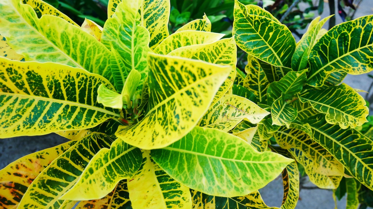 How to Grow Healthy Croton Plants With Ease